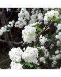 Spiraea Double White May